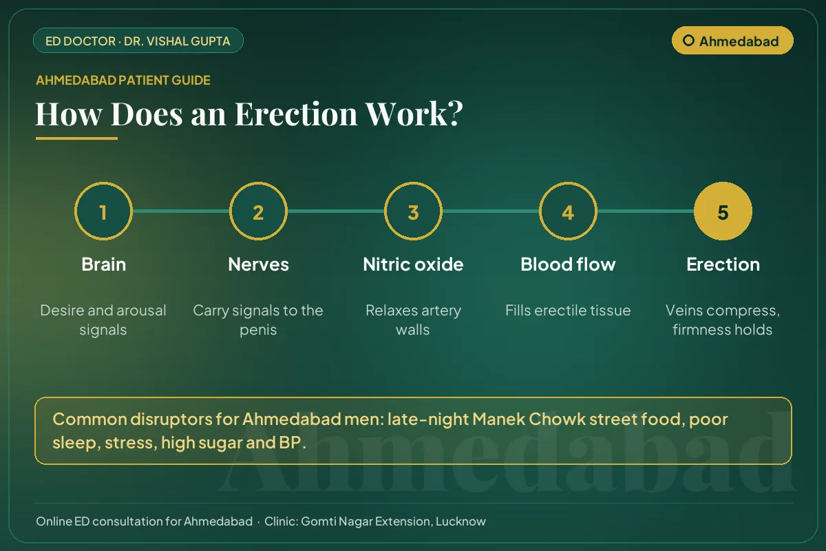 Diagram for Ahmedabad patients: how brain, nerves, nitric oxide and blood flow create an erection