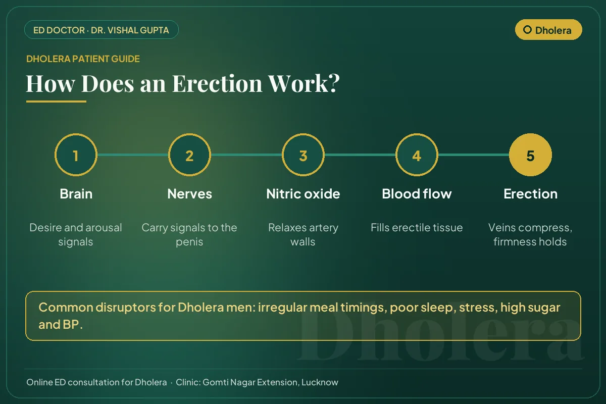 Diagram for Dholera patients: how brain, nerves, nitric oxide and blood flow create an erection