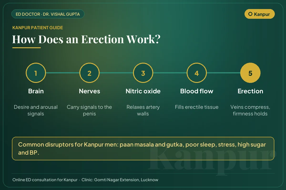 Diagram for Kanpur patients: how brain, nerves, nitric oxide and blood flow create an erection