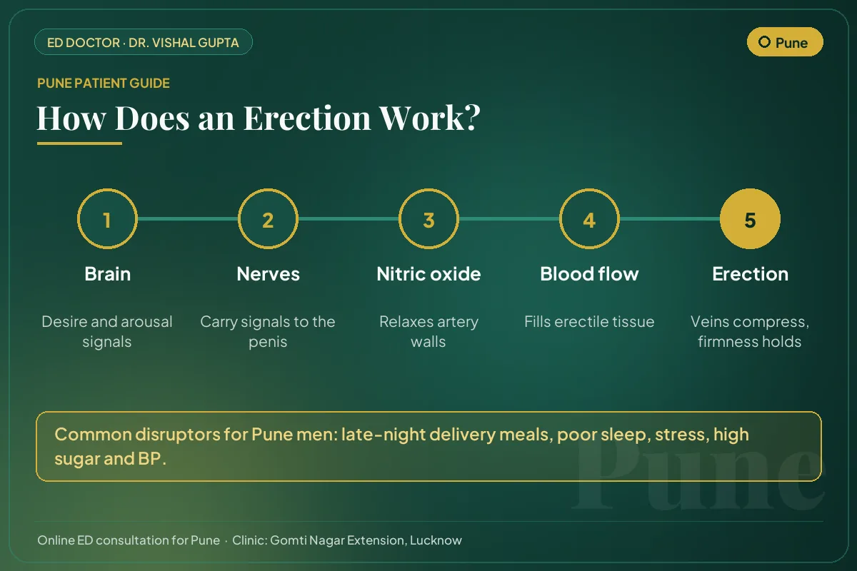 Diagram for Pune patients: how brain, nerves, nitric oxide and blood flow create an erection